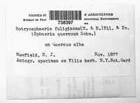 Godronia fuliginosa image